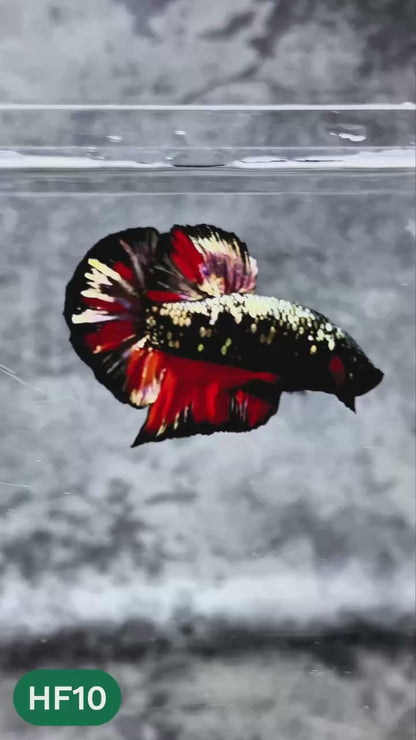 Dark Flame Hellfire Plakat Male Betta Fish | You Pick Fish | Rare Betta