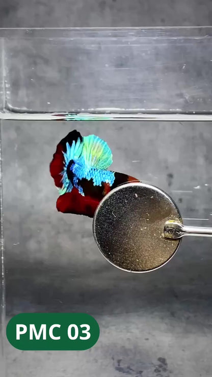 Multicolor Plakat Male Betta Fish |Show Grade|  You Pick Fish