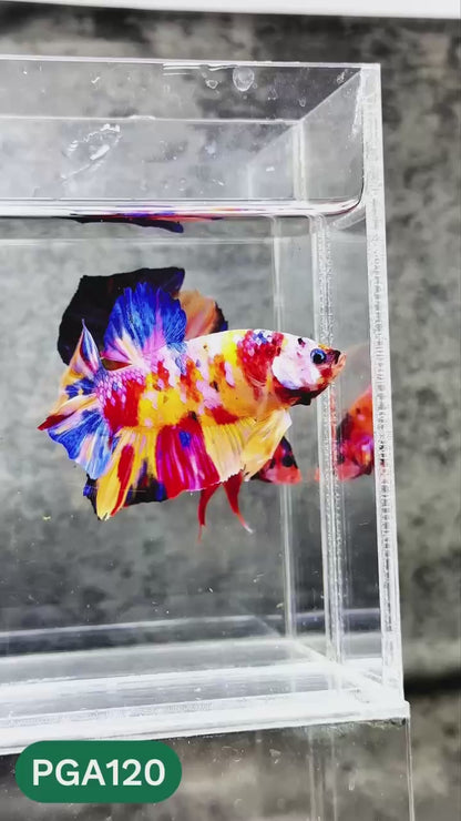 King Giant Plakat Male Betta Fish | You Pick Fish | High Grade