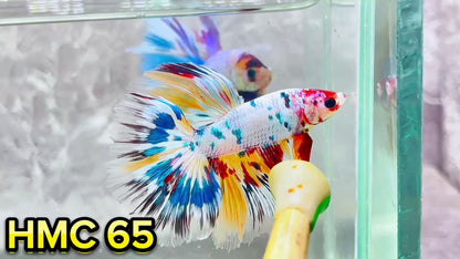 Multicolor Halfmoon Male Betta Fish | High Grade | Order Directly From Farm|  You Pick Fish |