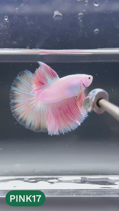 Pink Halfmoon Male Betta Fish | You Pick Fish | Order Directly From Farm