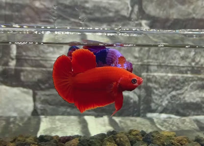 Super Red Plakat Male Betta Fish