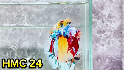 Multicolor Halfmoon Male Betta Fish | High Grade | Order Directly From Farm|  You Pick Fish |