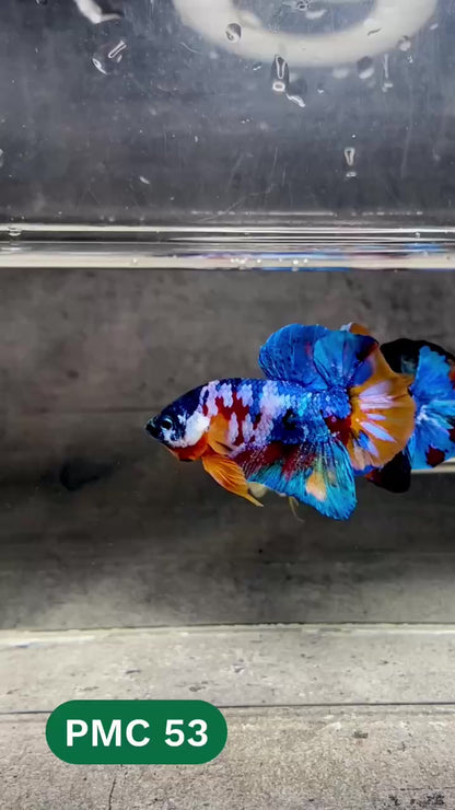 Multicolor Plakat Male Betta Fish |Show Grade|  You Pick Fish