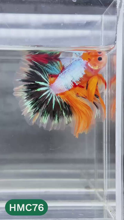 Multicolor Halfmoon Male Betta Fish | Order Directly From Farm | You Pick Fish