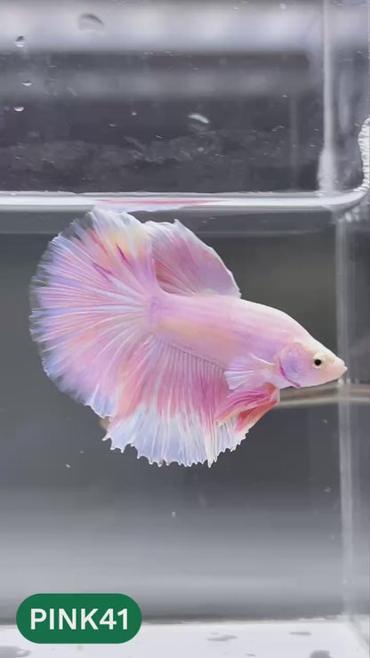 Pink Halfmoon Male Betta Fish | You Pick Fish | Order Directly From Farm