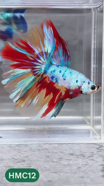 Multicolor Halfmoon Male Betta Fish | High Grade | Order Directly From Farm |  You Pick Fish |