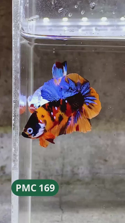 Multicolor Plakat Male Betta Fish |Show Grade|  You Pick Fish