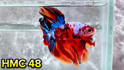 Multicolor Halfmoon Male Betta Fish | High Grade | Order Directly From Farm|  You Pick Fish |