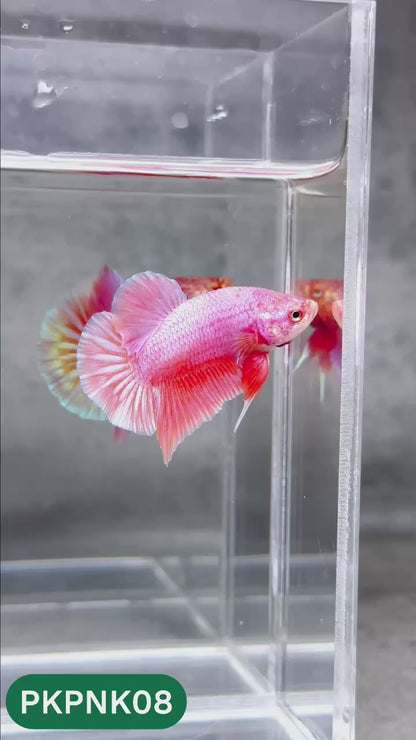Pink Plakat Male Betta Fish | You Pick Fish | Rare Color