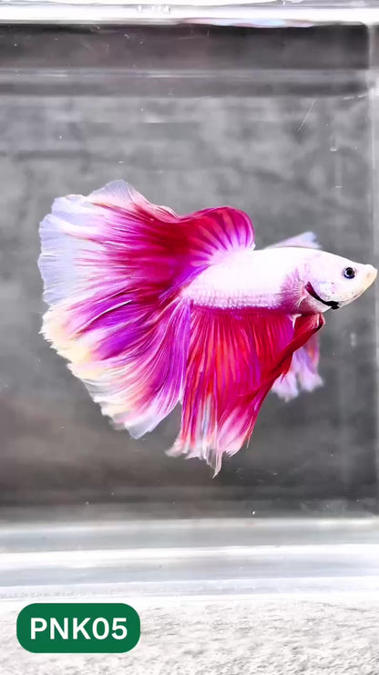 Pink Halfmoon Male Betta Fish | You Pick Fish | Order Directly From Farm