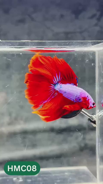 Multicolor Halfmoon Male Betta Fish | Order Directly From Farm | You Pick Fish
