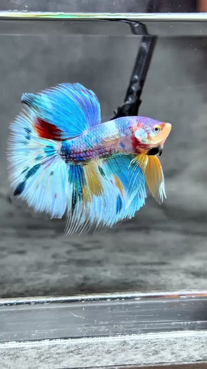 Multicolor Halfmoon Male Betta Fish | High Grade | Order Directly From Farm |  You Pick Fish |