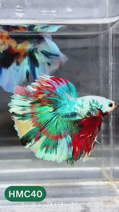 Nemo Halfmoon Male Betta Fish | Order Directly From Farm | You Pick Fish