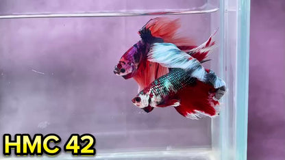 Multicolor Halfmoon Male Betta Fish | Order Directly From Farm | You Pick Fish