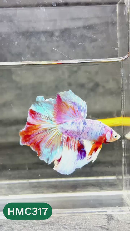 Multicolor Halfmoon Male Betta Fish | High Grade | Order Directly From Farm |  You Pick Fish |