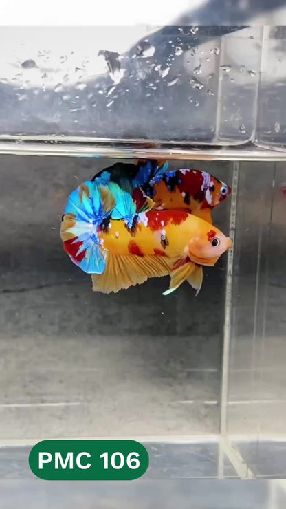 Multicolor Plakat Male Betta Fish |Show Grade|  You Pick Fish