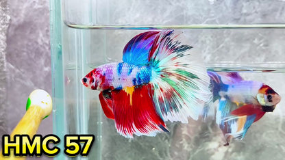 Multicolor Halfmoon Male Betta Fish | High Grade | Order Directly From Farm|  You Pick Fish |