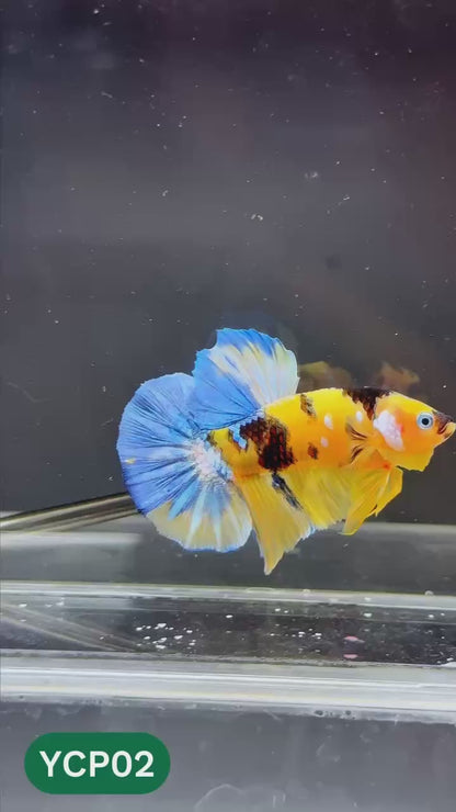 Koi Yellow Plakat Male Betta Fish | Show Grade | You Pick Fish
