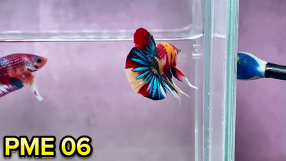 Metallic Plakat Betta Fish | You Pick Betta | Show Grade