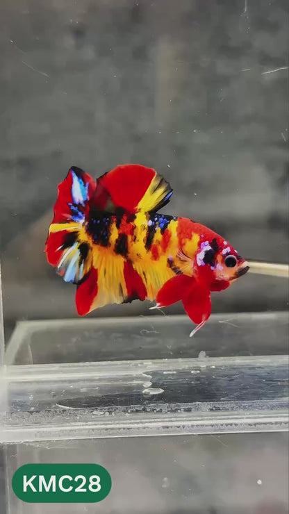 Multicolor Yellow Base Plakat Male Betta Fish | Order Directly From Farm |  You Pick Fish