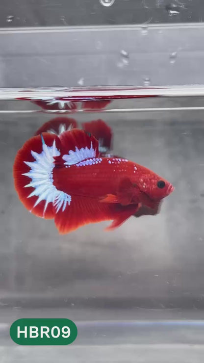 Hellboy Plakat Male Betta Fish | Order Directly From Farm | You Pick Fish