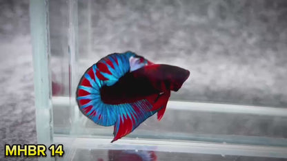 Hellboy Plakat Male Betta Fish | Order Directly From Farm | You Pick Fish