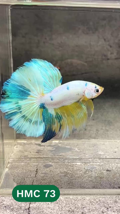 Multicolor Halfmoon Male Betta Fish | High Grade | Order Directly From Farm |  You Pick Fish |