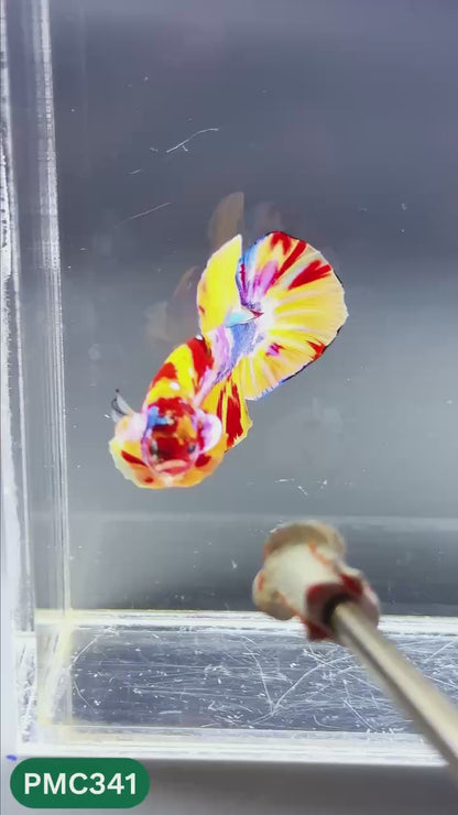 Multicolor Plakat Male Betta Fish | Show Grade |  You Pick Fish