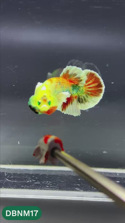 Dumbo Neno Neon Plakat Male Betta Fish | Neon Betta | You Pick Fish