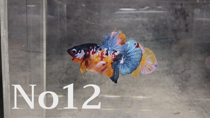 Multicolor Plakat Male Betta Fish |Show Grade|  You Pick Fish