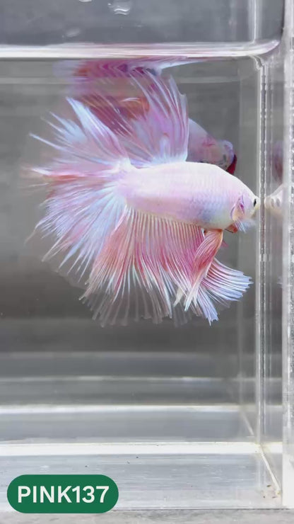 Pink Halfmoon Male Betta Fish | You Pick Fish | Order Directly From Farm