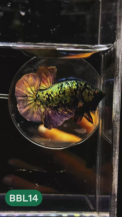 Black Panther Plakat Male Betta Fish | You Pick Fish | Rare Betta