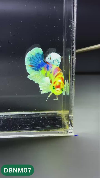 Dumbo Neno Neon Plakat Male Betta Fish | Neon Betta | You Pick Fish