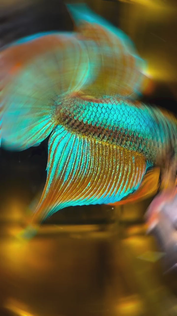 Yellow Spade Tail Wild Betta Splendens Male — Swimming Video