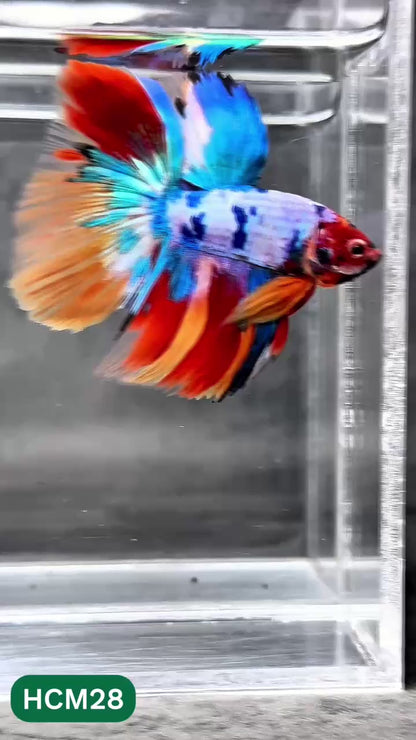 Multicolor Halfmoon Male Betta Fish | High Grade | Order Directly From Farm |  You Pick Fish |