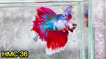 Multicolor Halfmoon Male Betta Fish | High Grade | Order Directly From Farm|  You Pick Fish |