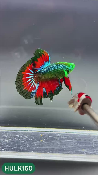 Black Hulk Halfmoon Male Betta Fish | You Pick Fish