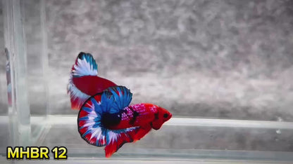 Hellboy Plakat Male Betta Fish | Order Directly From Farm | You Pick Fish