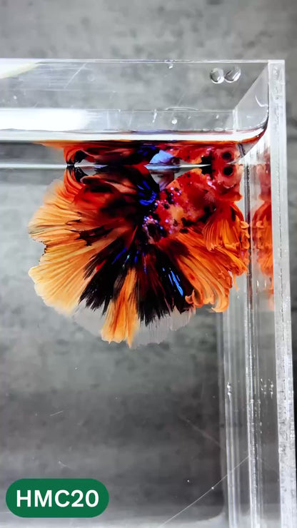 Multicolor Halfmoon Male Betta Fish | High Grade | Order Directly From Farm |  You Pick Fish |