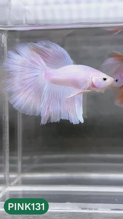 Pink Halfmoon Male Betta Fish | You Pick Fish | Order Directly From Farm