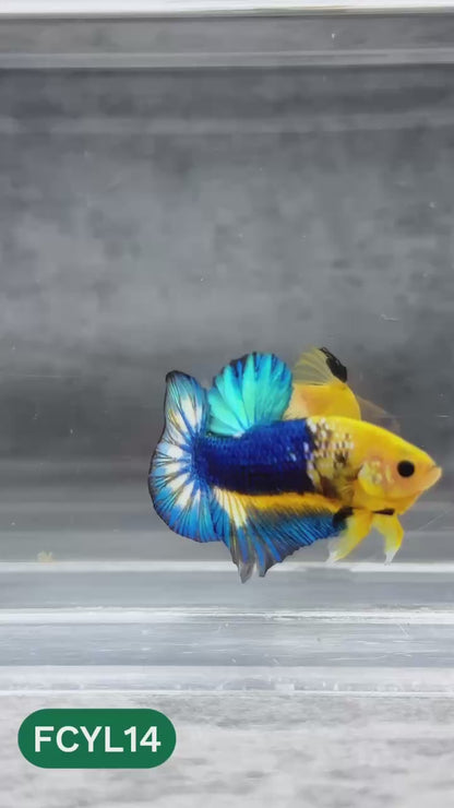 Yellow Fancy Male Betta Fish | Order Directly From Farm | You Pick Fish