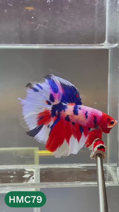 Multicolor Halfmoon Male Betta Fish | High Grade | Order Directly From Farm |  You Pick Fish |
