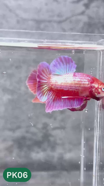 Pink Plakat Male Betta Fish | You Pick Fish | Rare Color