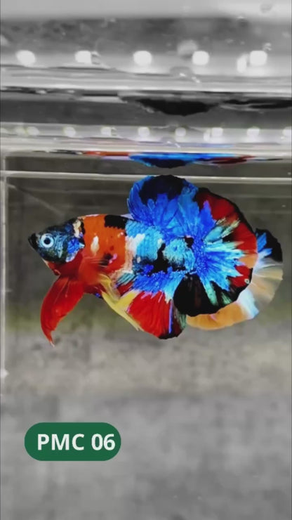 Multicolor Plakat Male Betta Fish |Show Grade|  You Pick Fish