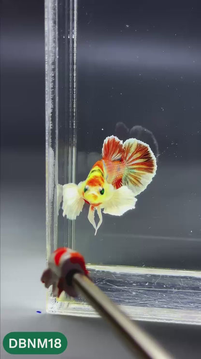 Dumbo Neno Neon Plakat Male Betta Fish | Neon Betta | You Pick Fish
