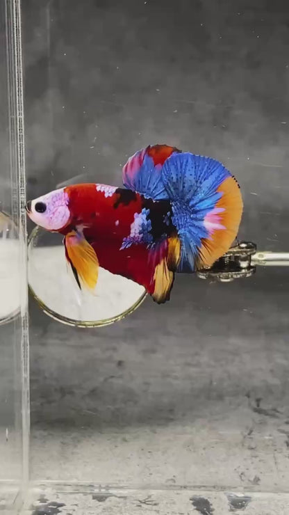 Multicolor Plakat Male Betta Fish |Show Grade|  You Pick Fish