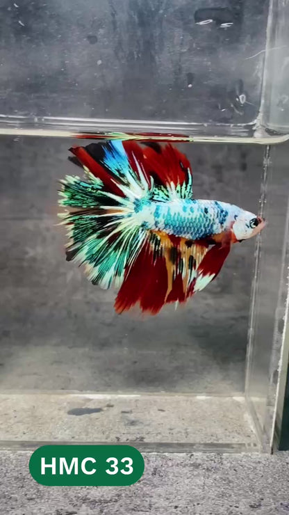 Multicolor Halfmoon Male Betta Fish | High Grade | Order Directly From Farm |  You Pick Fish |