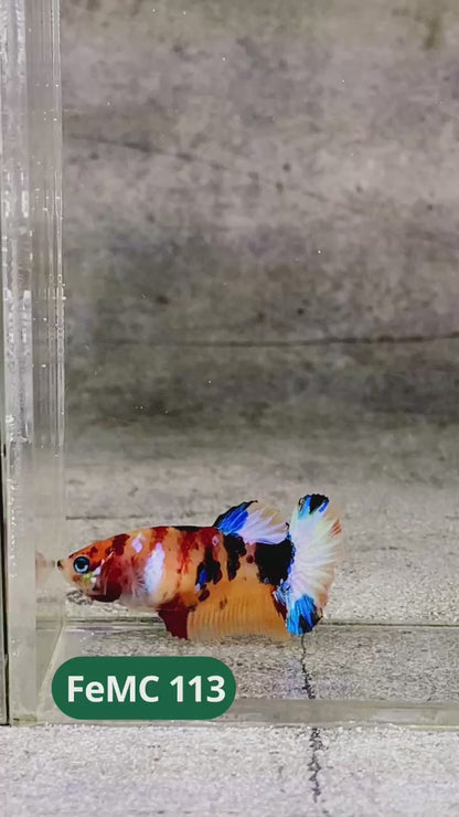 Multicolor Female Betta Fish | You Pick Fish | High Grade