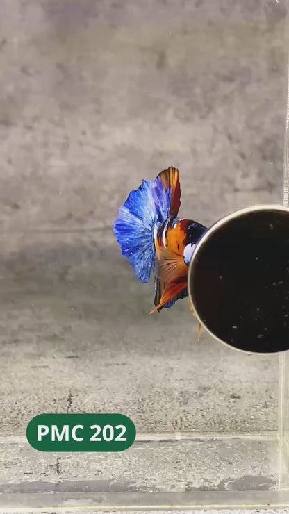 Multicolor Plakat Male Betta Fish |Show Grade|  You Pick Fish